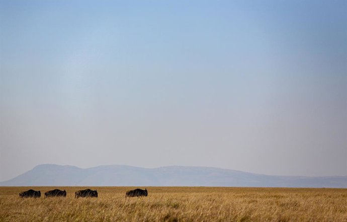 Archivo - Una mañana de ñúes en la reserva natural de Masái Mara, en Kenia (archivo)