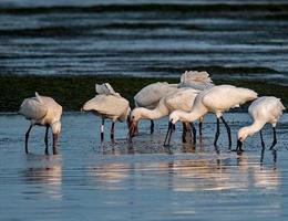 Espátulas en Urdabai. El MNCN-CSIC desarrolla un modelo hidrológico que predice el comportamiento de las aves migratorias