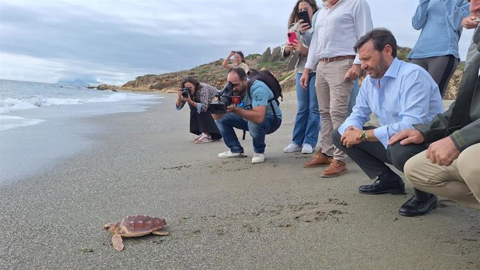 El subdelegado de la Junta de Andalucía en el Campo de Gibraltar, Javier Ros, en la suelta de una tortuga boba en una playa de San Roque (Cádiz)
