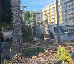 Palmeres tallades a Calp