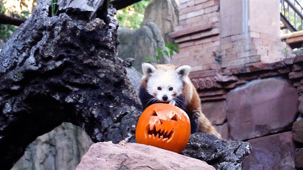 Dragones de Komodo, nutrias gigantes, pandas rojos (como el de la imagen) y lémures han recibido calabazas decoradas y rellenas con sus alimentos favoritos en Bioparc Fuengirola.
