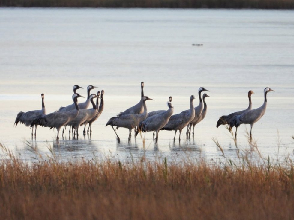 Grullas en la Reserva Natural Dirigida de la Laguna de Gallocanta