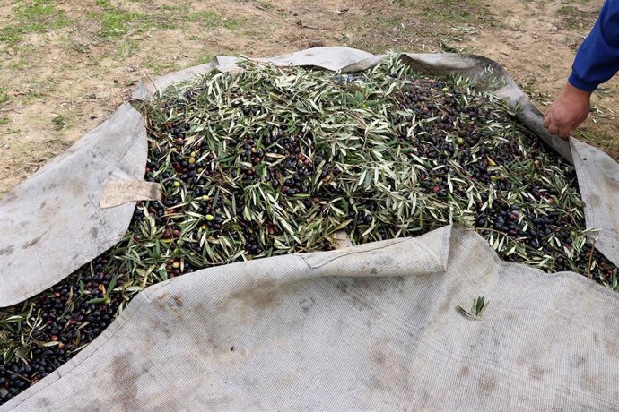 UPA celebra la nueva norma de comercialización del aceite de oliva y estima que este año se venderá todo lo producido.