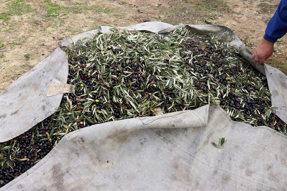 UPA celebra la nueva norma de comercialización del aceite de oliva y estima que este año se venderá todo lo producido.