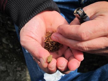 Archivo - Un joven elaborando un porro de hachís