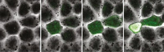 Fotogramas de un experimento de microscopia que muestran la progresiva despolarización en una célula extrudida.