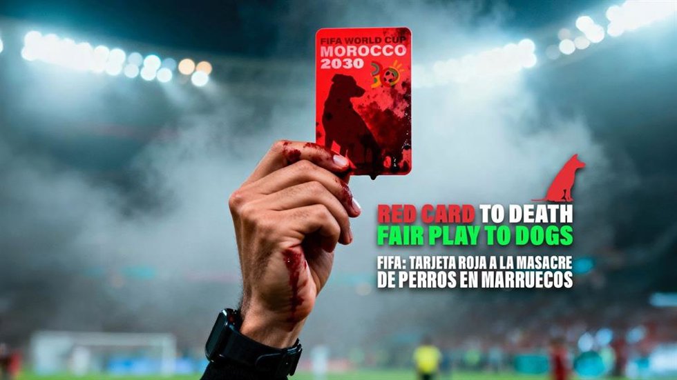 PACMA apela a la FIFA, al Gobierno y a la embajada de Marruecos para parar las "matanzas" de perros en este país.