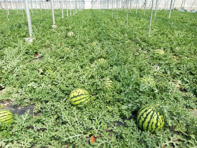 Archivo - Cultivo de sandía.