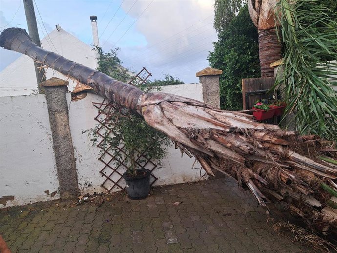 Un árbol caído tras el paso de una manga marina en Rota