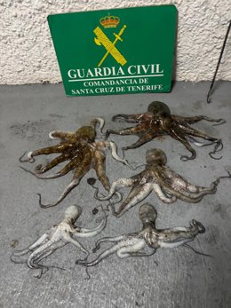 Sucesos.- La Guardia Civil sorprende a un varón que pescaba ilegalmente pulpos en la costa de Candelaria (Tenerife)
