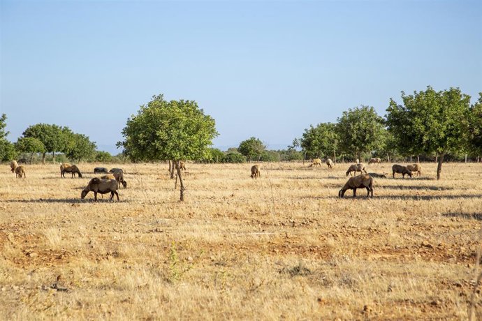 Archivo - Un rebaño de ovejas pasta en un campo de Mallorca.