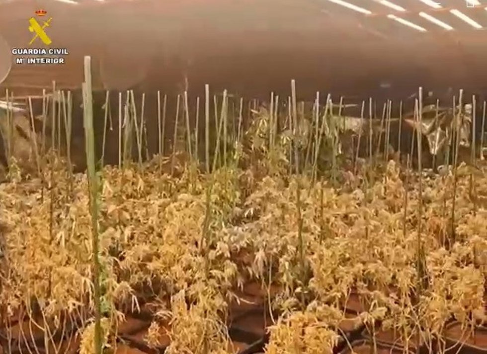 Plantación de marihuana en Sotillo de la Adrada (Ávila).