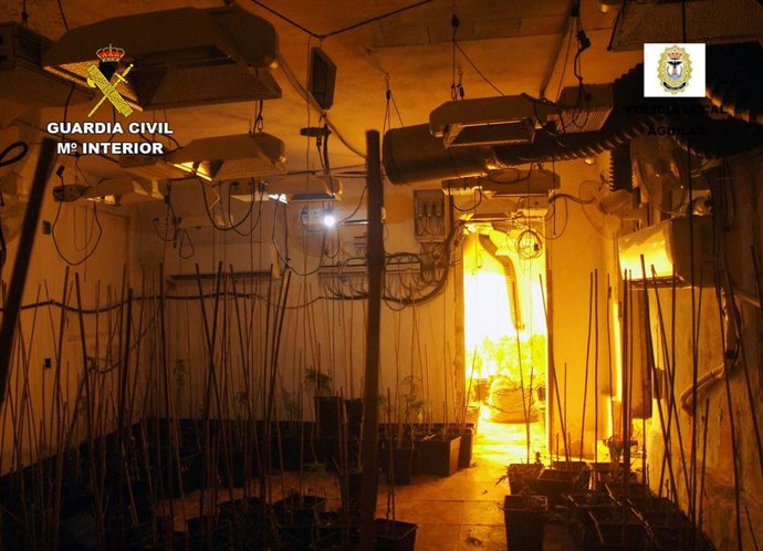 Guardia Civil detiene a dos jóvenes con más de 800 plantas de marihuana en Águilas