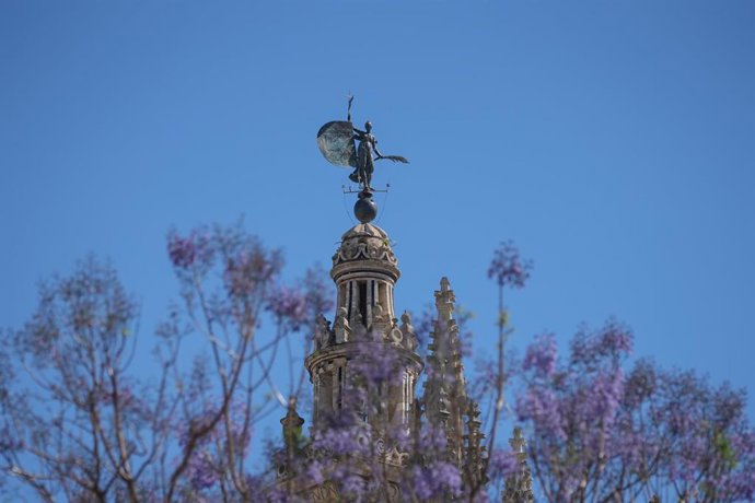 Archivo - Flores de jacaranda junto al Giraldillo.