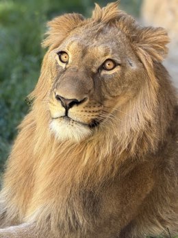 El león africano Amaru.