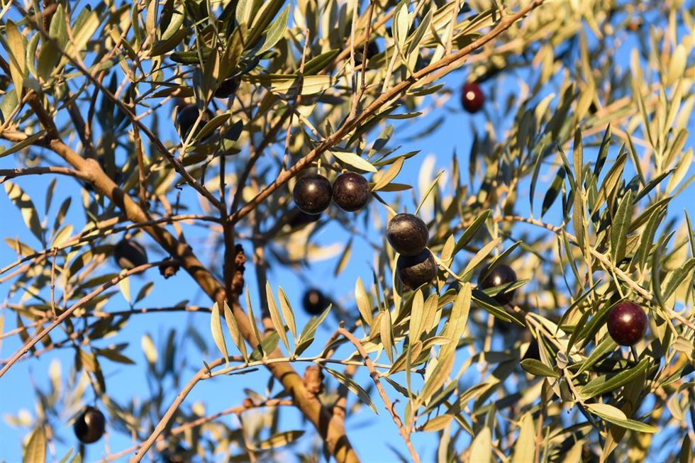 Archivo - Detalle de un olivo con aceitunas
