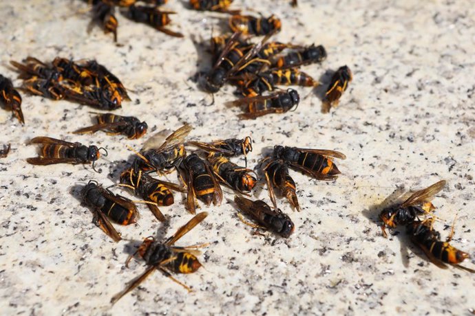 Archivo - October 11, 2023: Lugo, Galicia, Spain. The Galician Labor Union called a rally to demand to the local authorities the implementation of an action plan to control the velutina wasp, considered an invasive exotic species that affects food product