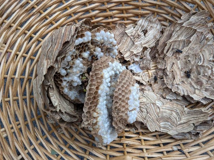 Archivo - Restos de un nido inutilizado de avispa velutina