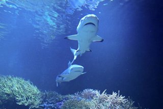 Archivo - FILED - 05 February 2025, Baden-Wuerttemberg, Karlsruhe: A new 1.20 meter long blacktip reef shark named Amadeus (front) from the Haus der Natur in Salzburg swims in his new home, the aquarium in the Natural History Museum. Photo: Bernd Weibrod
