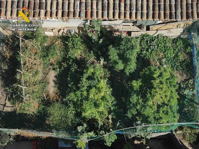 Archivo - Imagen aérea de la plantación de marihuna de Arrúbal