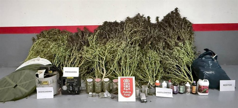 Plantas y herramientas para su cultivo decomisadas en Tafalla