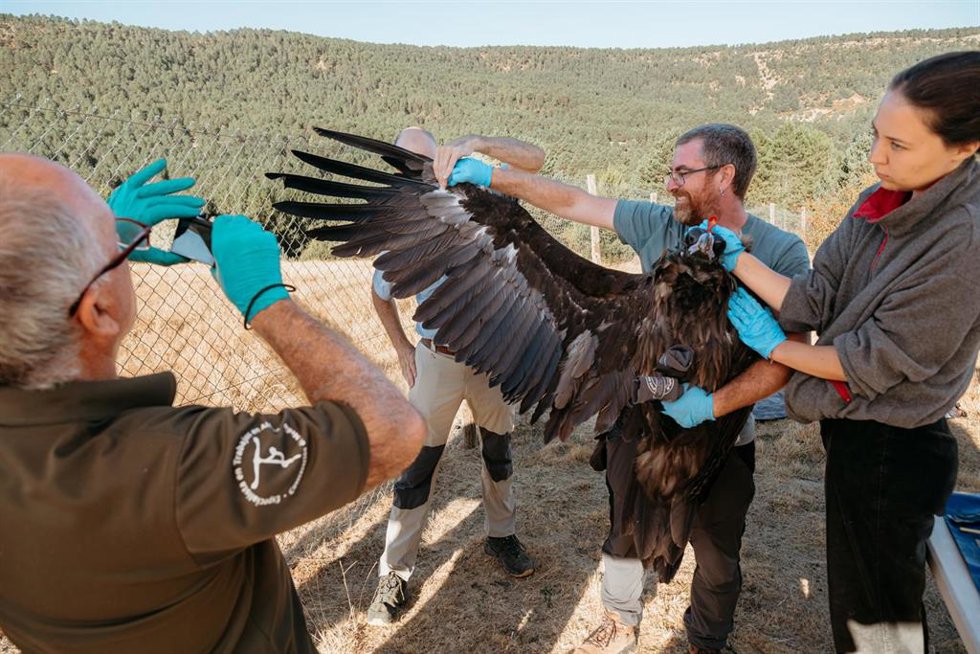 Liberción de ejemplar de buitre negro en el Parque Natural del Alto Tajo.