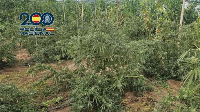 Plantación de marihuana desmantelada en Sanlúcar.