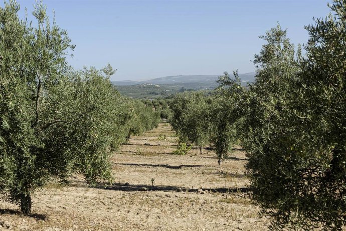 Archivo - Olivar de la variedad royal perteneciente al proyecto 12Mil Royales