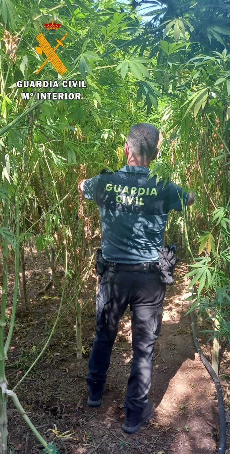 PLantación de marihuana oculta en la margen del río Gévora