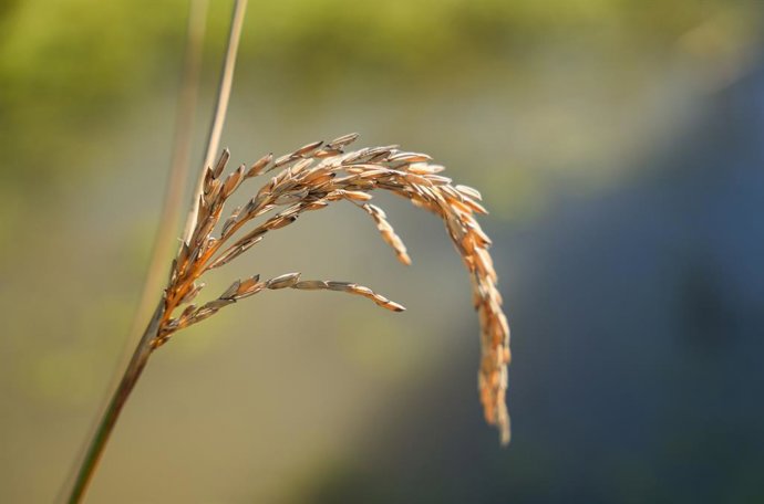 Archivo - Semillas de arroz antes de su recogida.