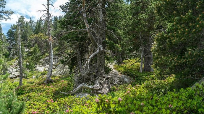 El Govern presenta un proyecto para decidir cómo gestionar los bosques catalanes.