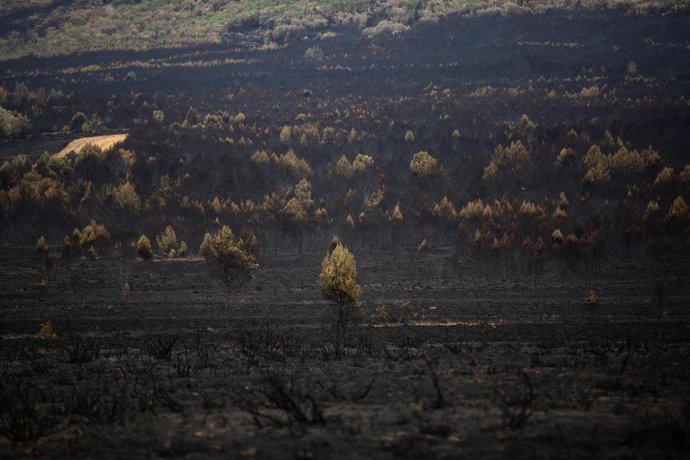Archivo - Vista general de la zona de Cabañas de Aliste (Zamora) tras los incendios de  2022.