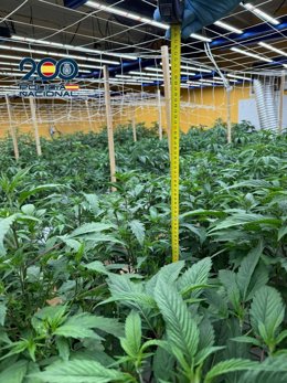 Imagen de la plantación de marihuana desmantelada en Ponferrada (León).