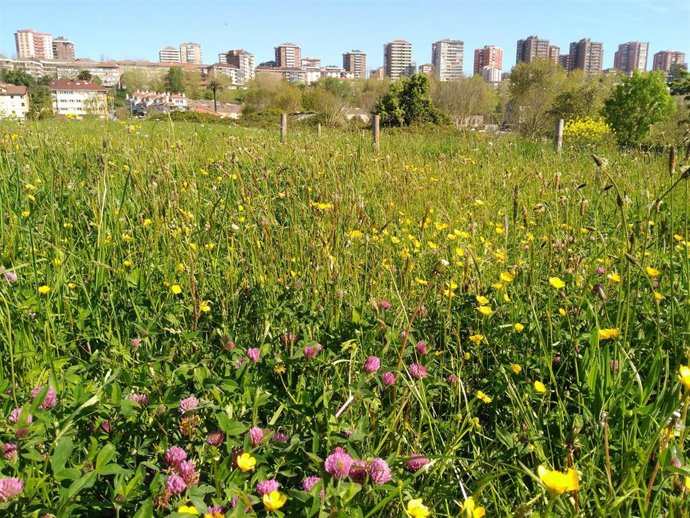 Prado natural en la ciduad de Santander.  SEO/BirdLife insta a integrar la biodiversidad en el diseño y planificación de las ciudades, para mejorar la salud