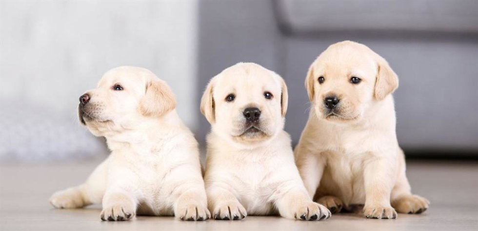 RSCE aboga por una distinción legal entre criadores de perros familiares y profesionales para evitar la cría clandestina.