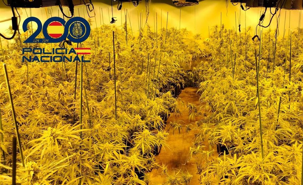 Plantación de marihuana desmantelada en Huelva.