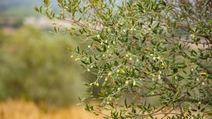 Catalunya Regió Mundial de la Gastronomia 2025 dedica el noviembre al sector oleícola