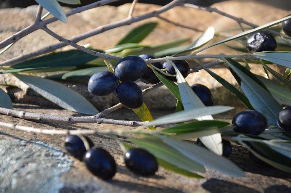 Aceituna negra