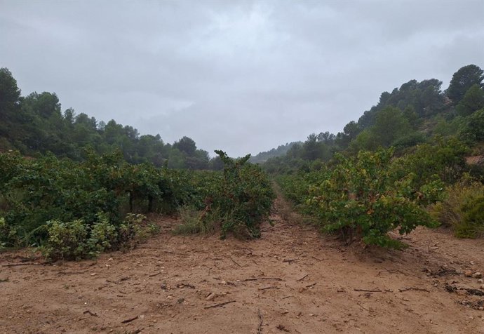 La Confederación Hidrográfica del Júcar impulsa actuaciones para reducir la escorrentía y mejorar la infiltración en las cuencas del Magro y del Poyo