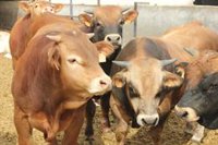 Aragón dispondrá de 80.000 vacunas para proteger la cabaña bovina aragonesa frente a la dermatosis nodular contagiosa