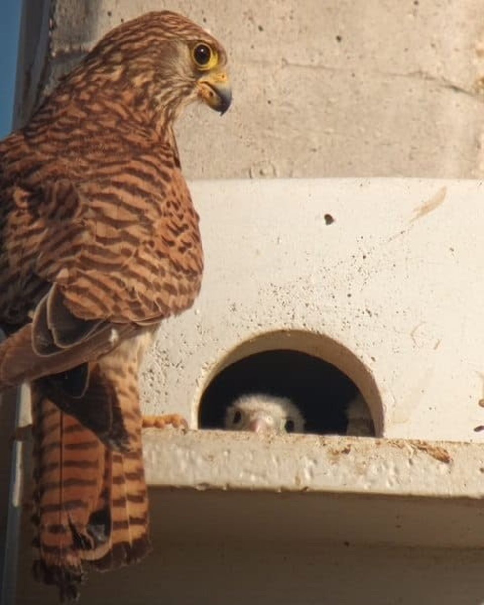 Imagen de cernícalos pequeños en el Alt Empord (Girona)