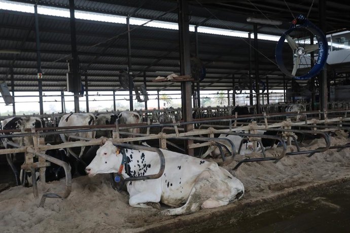 Archivo - Vacas frisonas