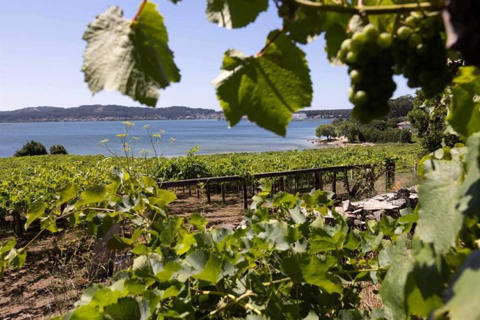 DO Rías Baixas 2025; una vendimia de futuro, hecha a mano y con alma sostenible