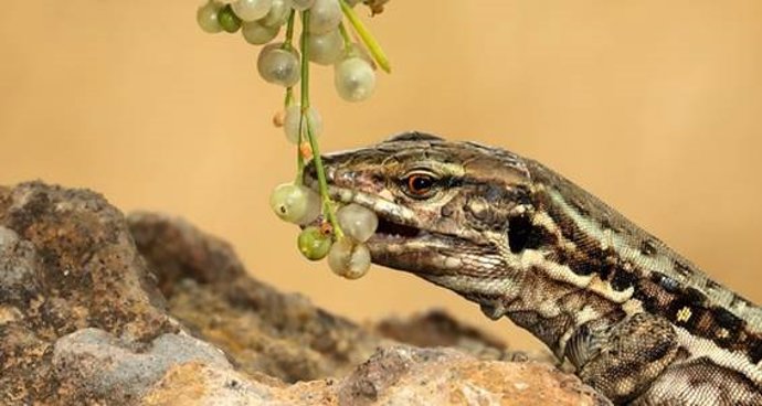 Imagen del lagarto ‘Gallotia galloti’ consumiendo frutos de un arbusto en Tenerife.