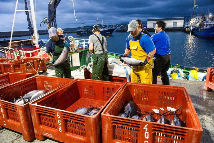 Archivo - Capturas de bonito.