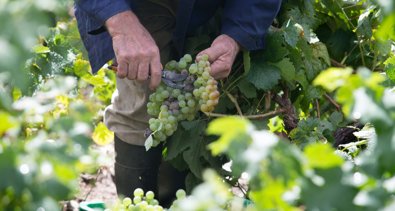 EpAgro - Agricultura