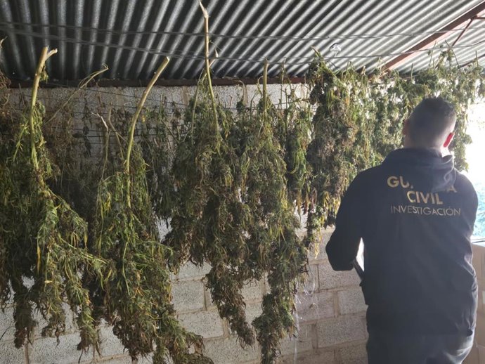 Actuación de la Guardia Civil contra el cultivo de marihuana