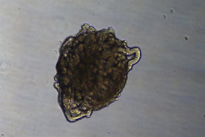 Imagen de organoides