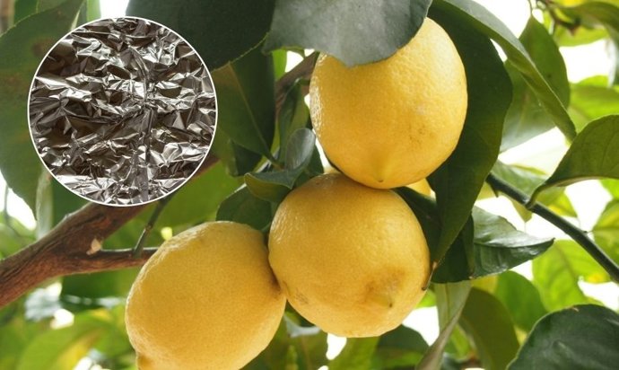 Limonero: por qué recomiendan envolverlo con papel de aluminio y para qué sirve