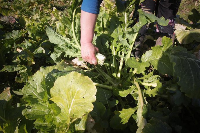 Archivo - Detalle de las manos de una mujer trabajando en una explotacion agraria.